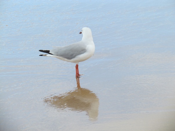Silver Gulls on Manly Beach