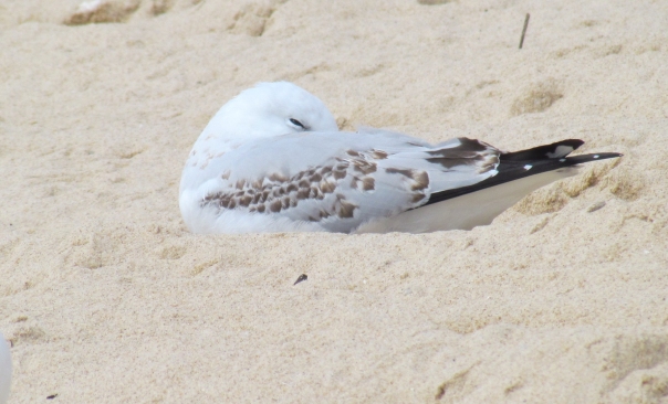 Silver Gulls on Manly Beach