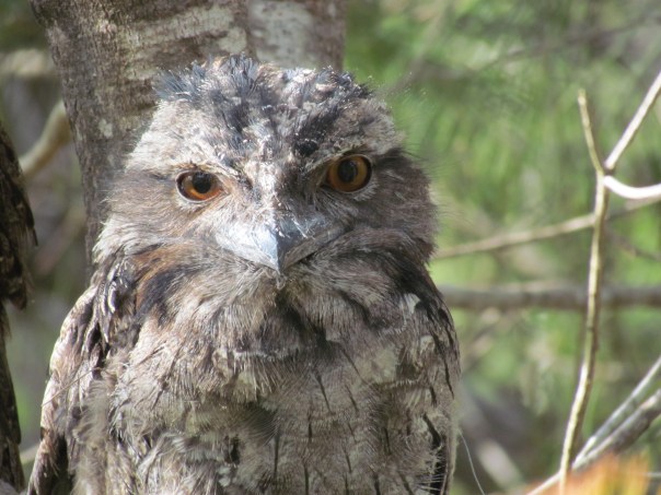 Tawny Frogmouths chilling out