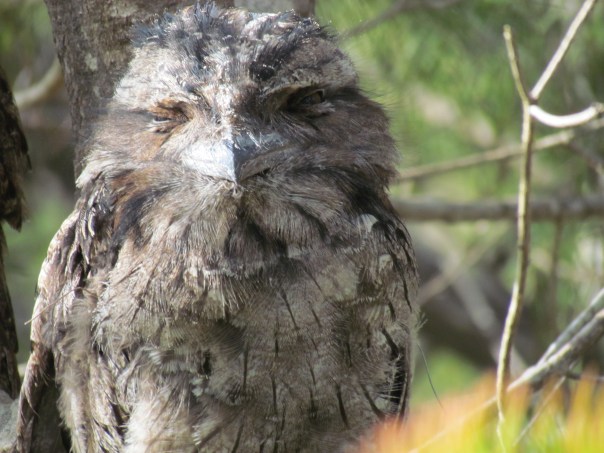 Tawny Frogmouths chilling out