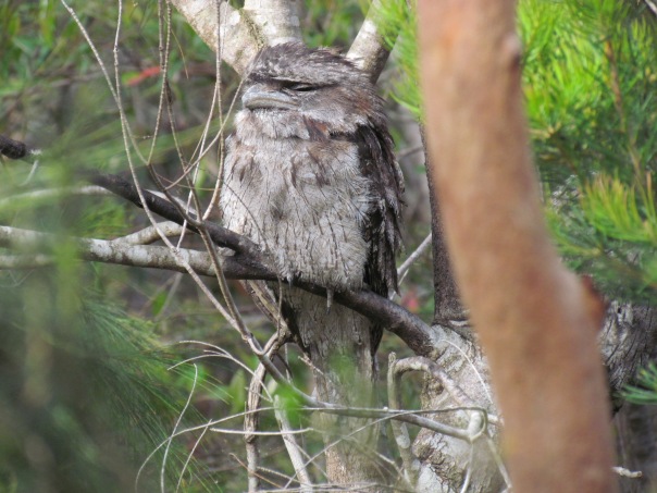 Tawny Frogmouths chilling out