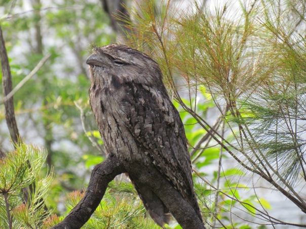 Tawny Frogmouths chilling out