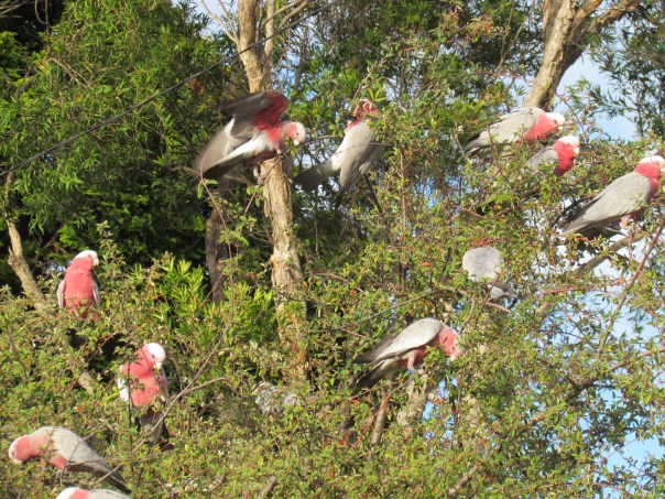 You silly galah