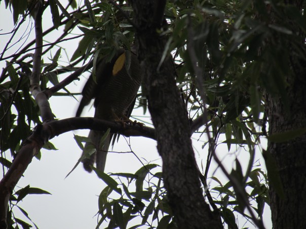 Spotted a Sparrowhawk at Manly Dam
