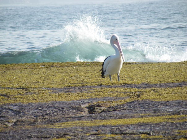 Pelican at Long Reef