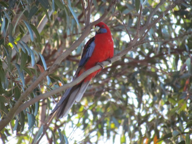 Crimson Rosellas