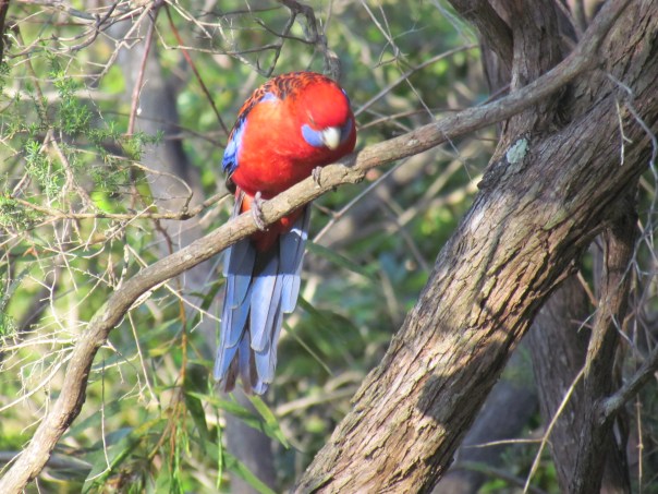 Crimson Rosella