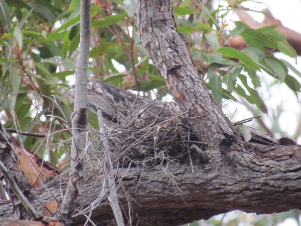 Tawny Frogmouth nesting