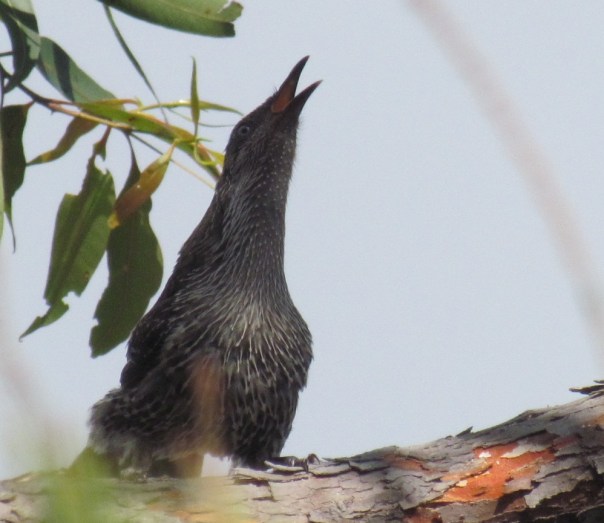 Wattlebird