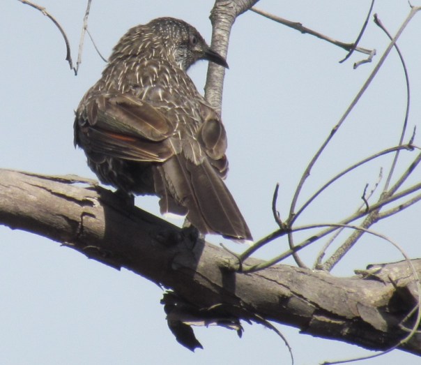 Wattlebird