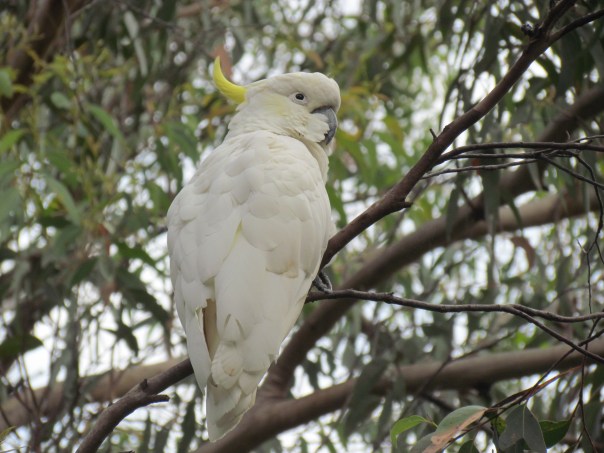 Cockatoo