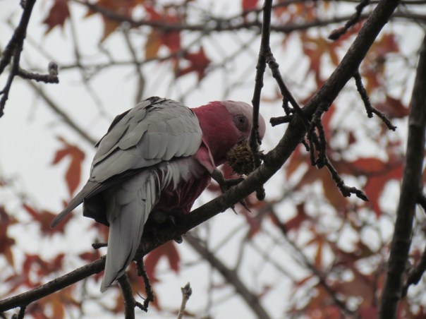 Galah holding a seed ball