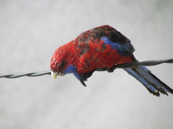 Crimson Rosella in the wet