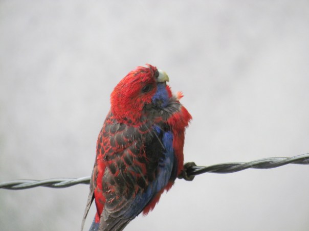 Crimson Rosella in the wet