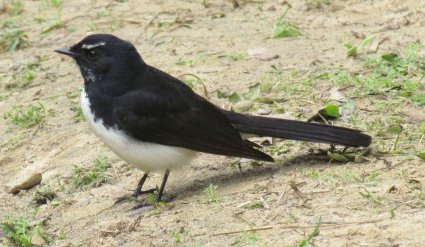 Wagtail