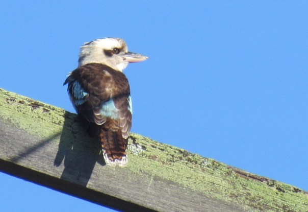 Kookaburra in the sunlight