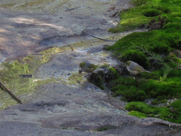 Silvereyes at a mossy puddle