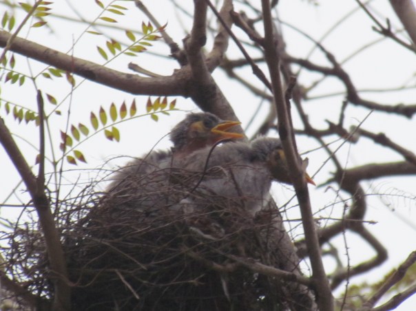 Noisy Miner chicks in nest
