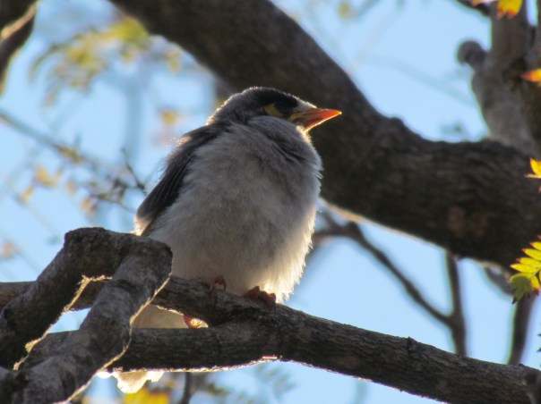 Noisy Miner chick
