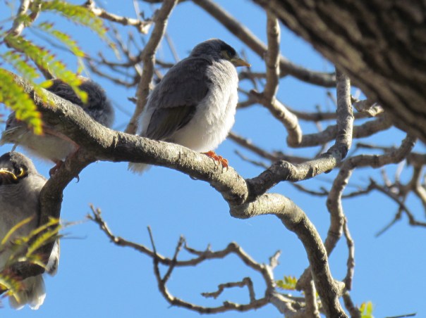 Noisy Miner chicks