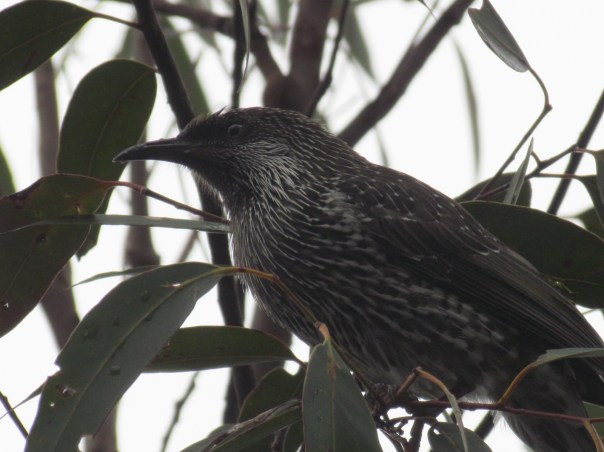 Little Wattlebird