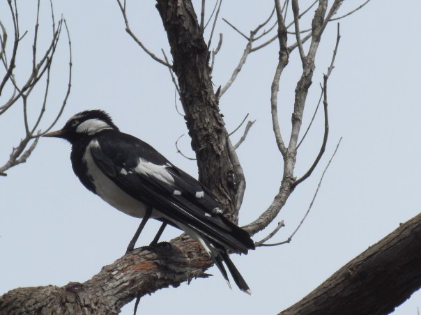 Magpie-lark