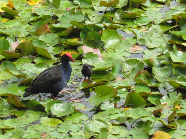 Purple Swamphen chick