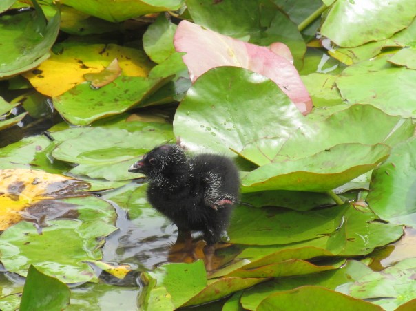 Purple Swamphen chick