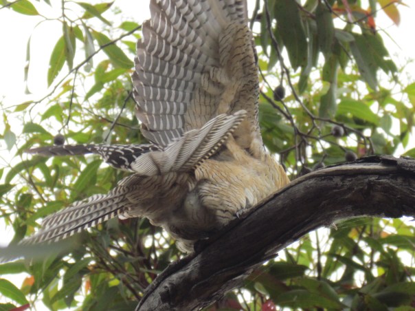 Young female Koel Cuckoo