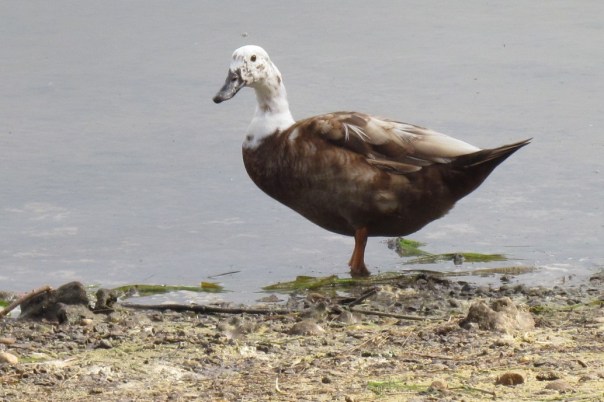 Paradise Shelduck in Australia