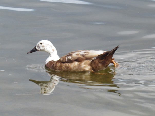 Paradise Shelduck in Australia