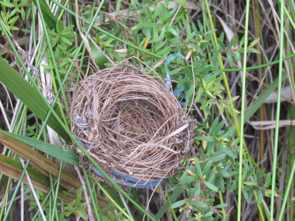 Bird nest with blue plastic ribbon