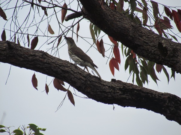 Unidentified bird at Manly Dam