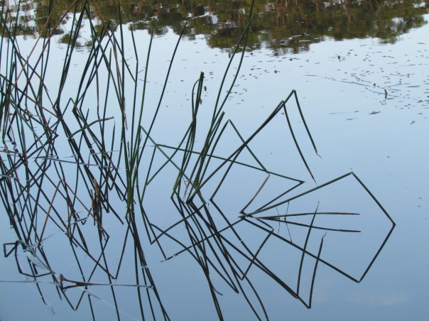 Reflection symmetry - reeds in the water