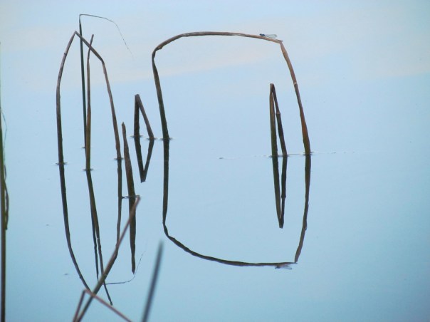 Reflection symmetry - reeds in the water