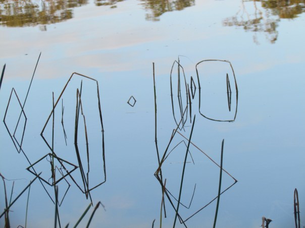 Reflection symmetry - reeds in the water