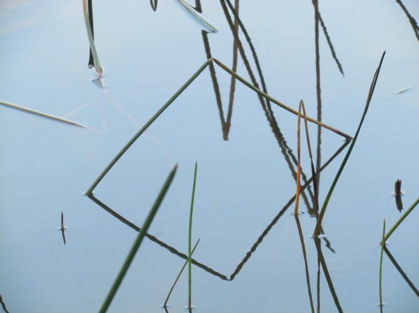 Reflection symmetry - reeds in the water