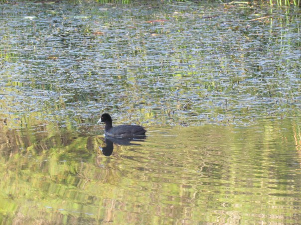 Euarasian Coot