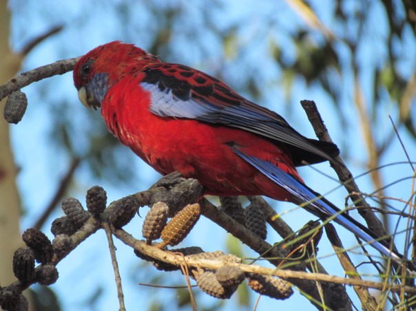 Crimson Rosella