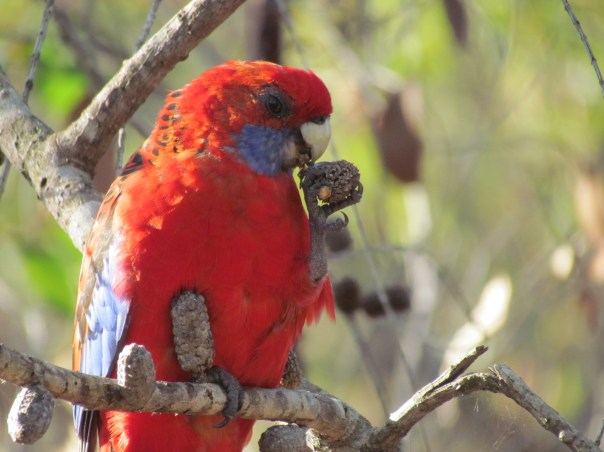 Crimson Rosella