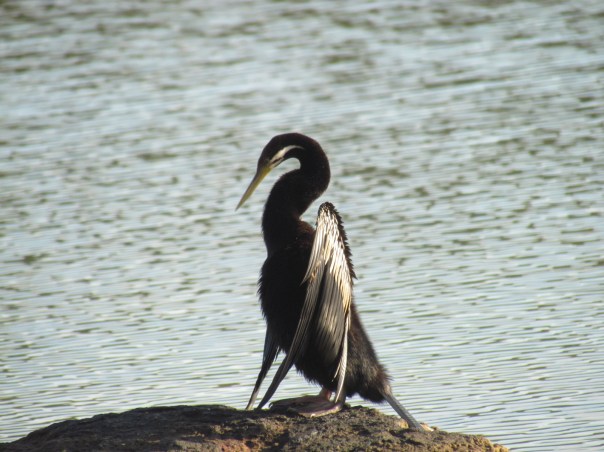 Darter posing as Dying Swan