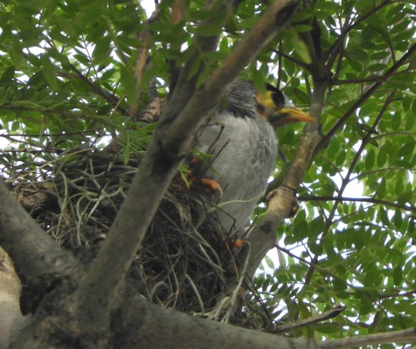 Chick poised on edge of nest