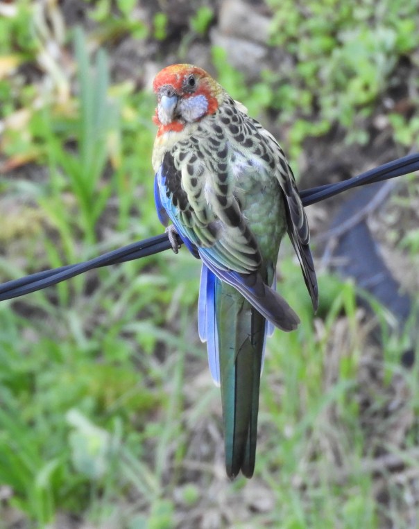 Female Eastern Rosella