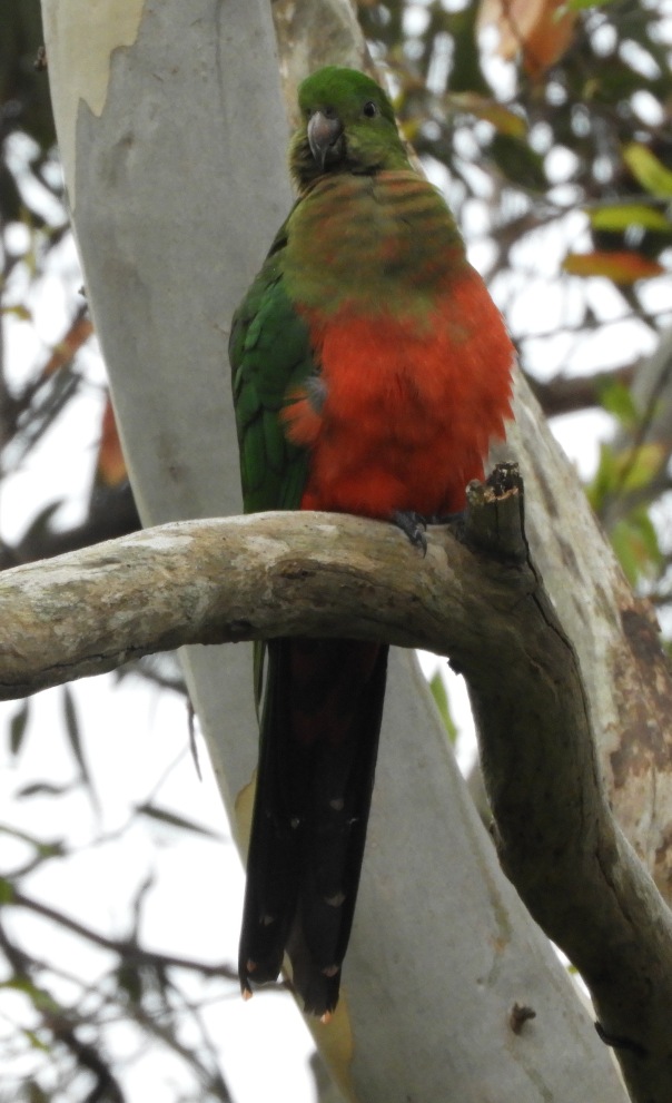 A female King Parrot on a gum tree branch