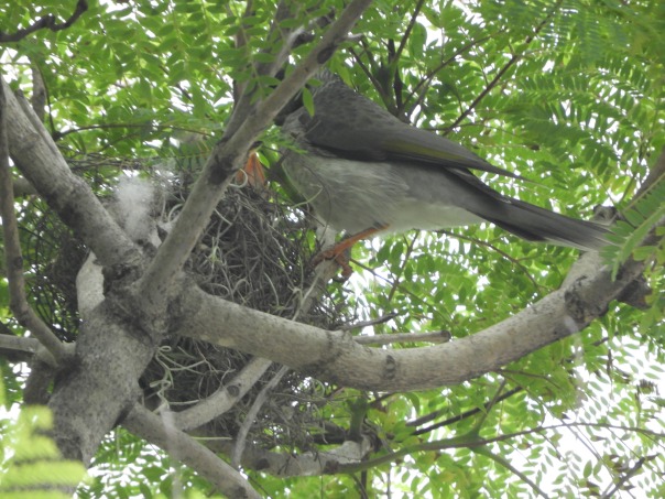Noisy Miner nest with parent and a chick's beak
