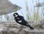 Magpie-lark eating a&nbsp;cicada
