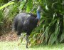 In search of a dinosaur uh Cassowary