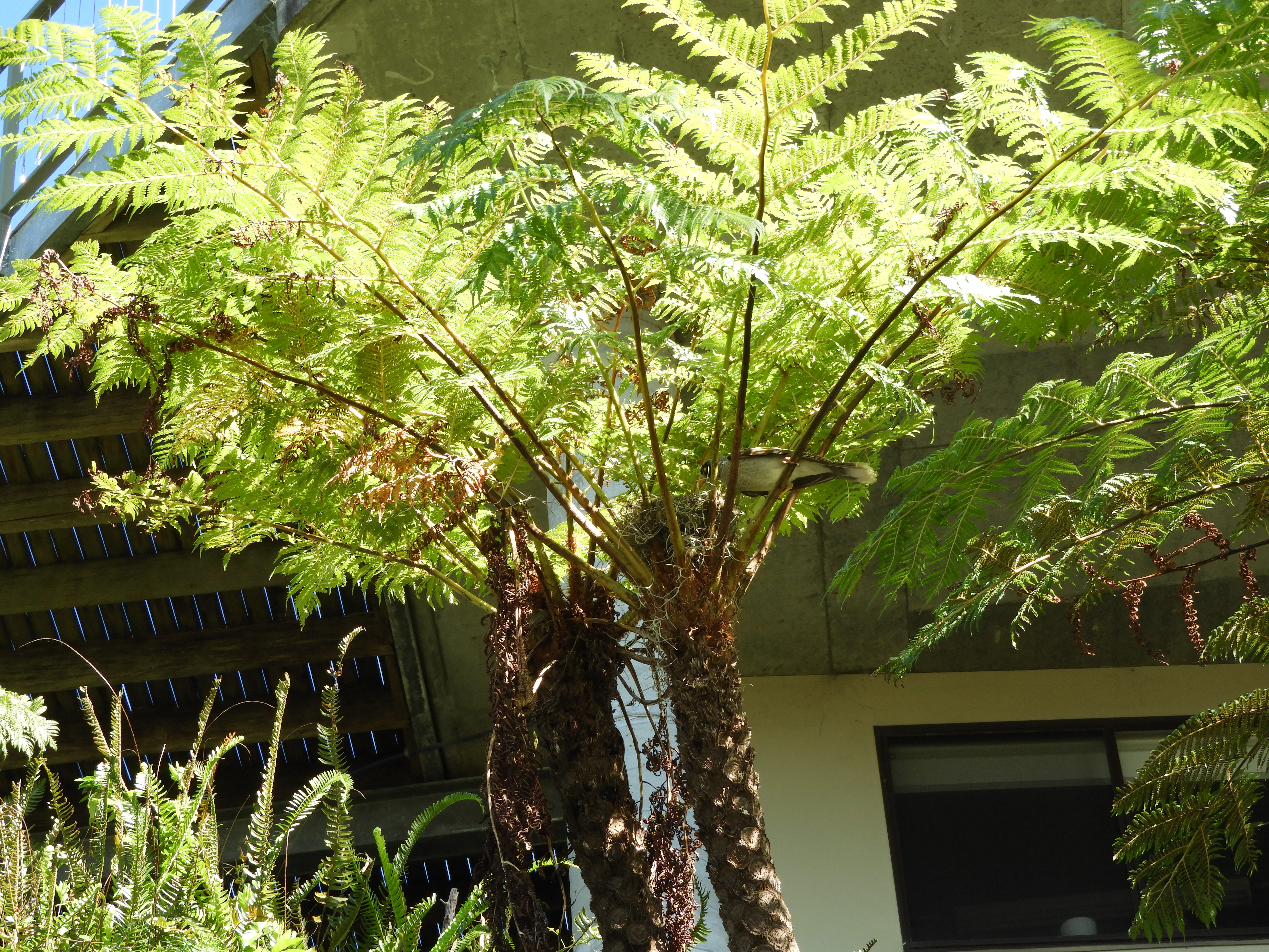Meiners Tree Miner | Sydney Birder