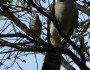 Channel-billed Cuckoo laying egg in Currawong nest