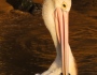 Atmospheric pic of preening pelican in Cairns